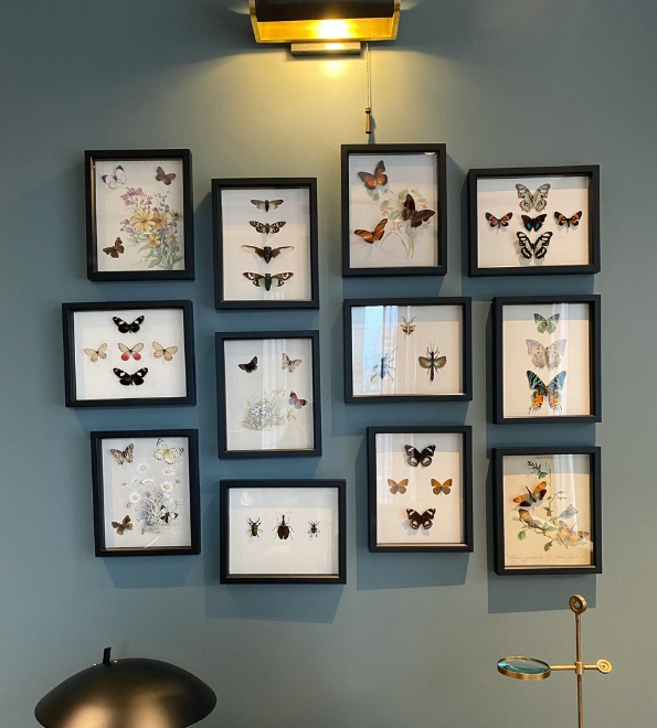 butterflies pinned in shadow boxes